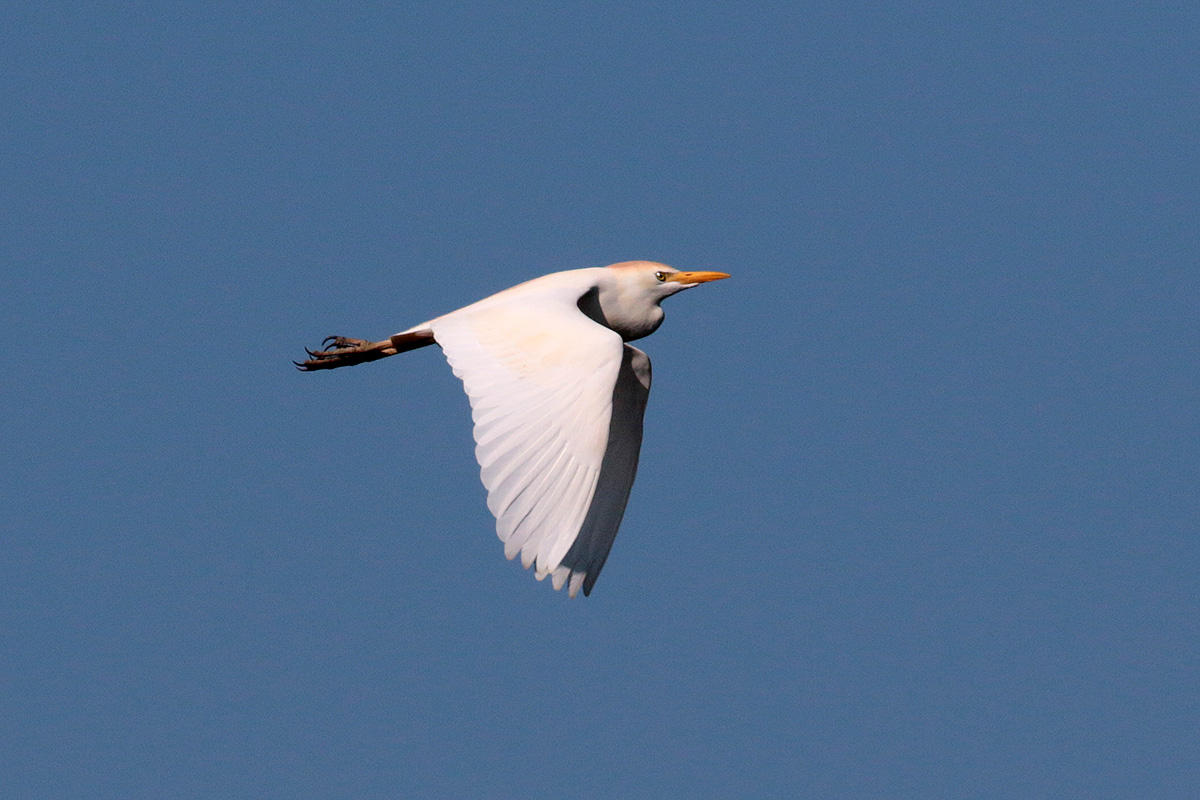 Koereiger